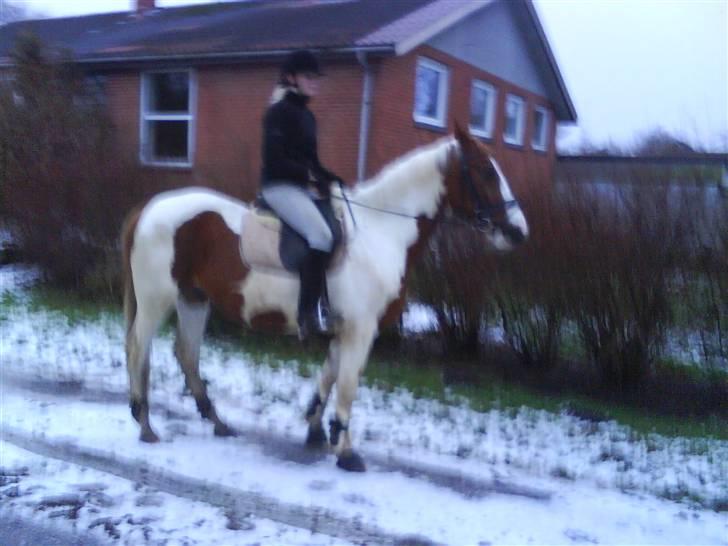 Pinto Induc R.I.P /';  billede 16