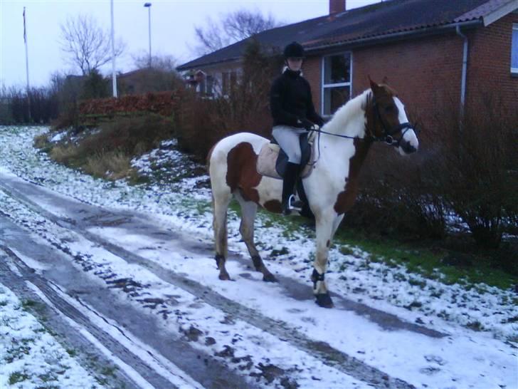 Pinto Induc R.I.P /';  billede 17