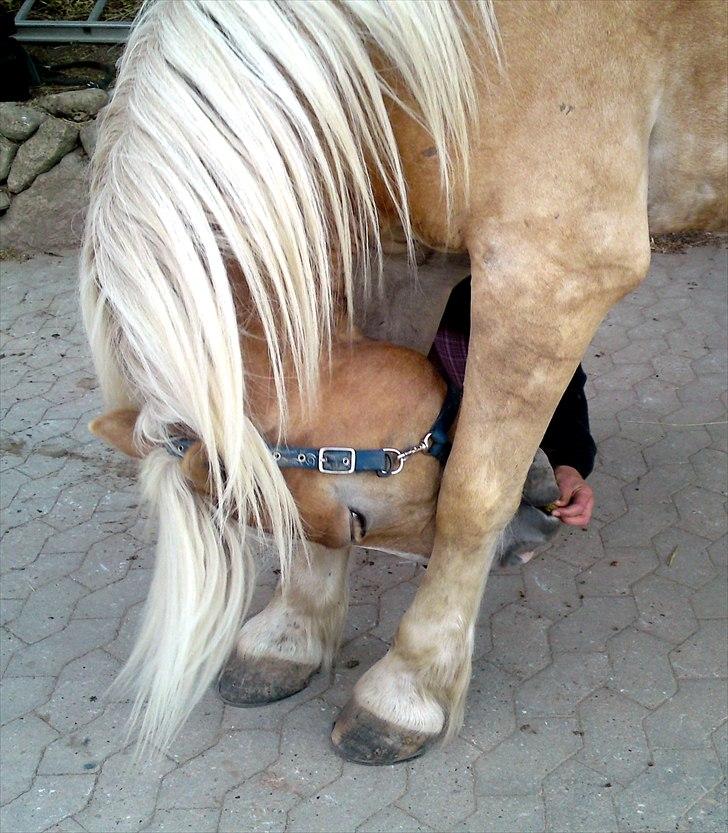 Haflinger Stakato - mindreng<3 billede 19