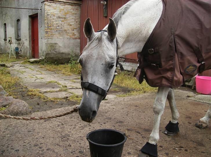 Anden særlig race Tulle * R.I.P.* - mmm...mad :-) billede 14