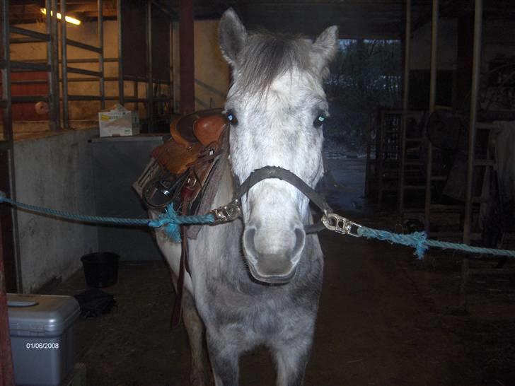 Anden særlig race Topper(Gammel pasning) billede 8