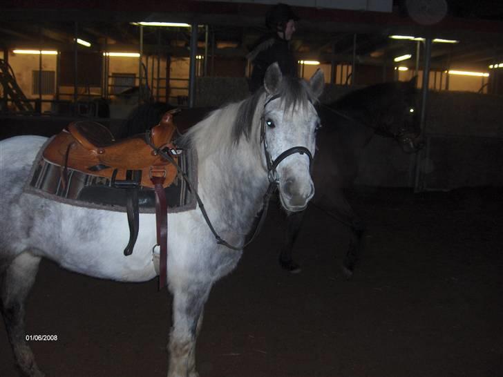 Anden særlig race Topper(Gammel pasning) - Så han bare klar til at komme der ud af d: billede 9