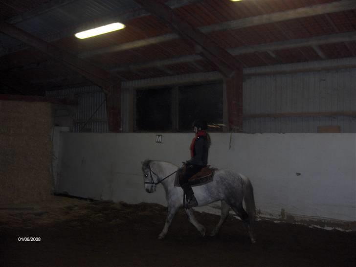 Anden særlig race Topper(Gammel pasning) billede 11