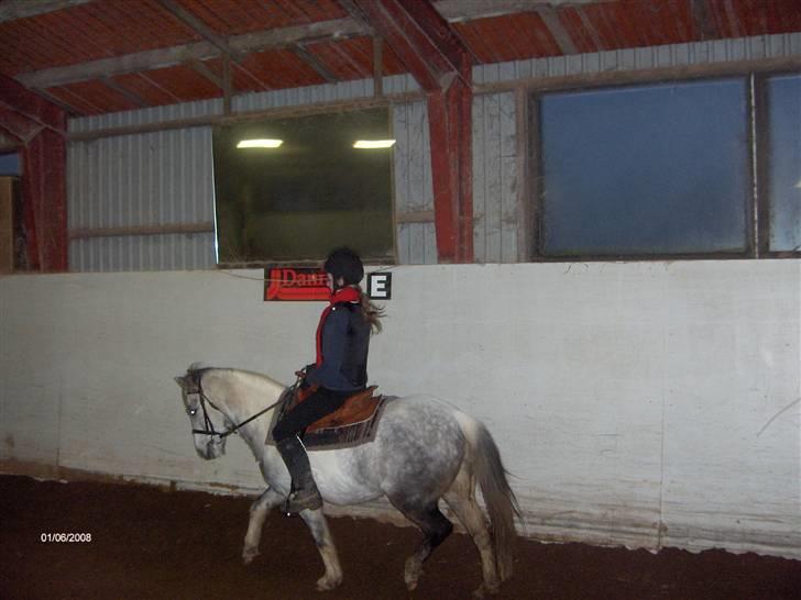 Anden særlig race Topper(Gammel pasning) - Så kommer vi lig i trav der xD billede 12