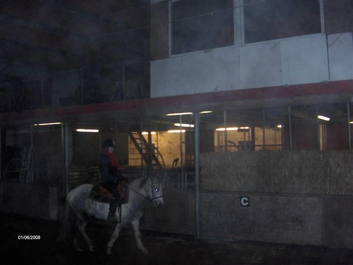 Anden særlig race Topper(Gammel pasning) billede 13