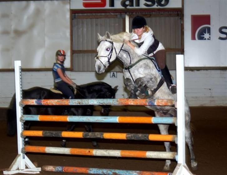 Connemara | Maximilian  - 1.20 m. på max..  billede 10