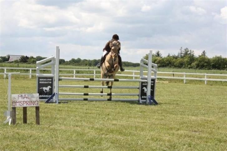 Anden særlig race Mille - B-pony - SOLGT ;/ - Mille i Lb eller La i ´Tobøl :) Foto : Malene L. Hansen billede 2
