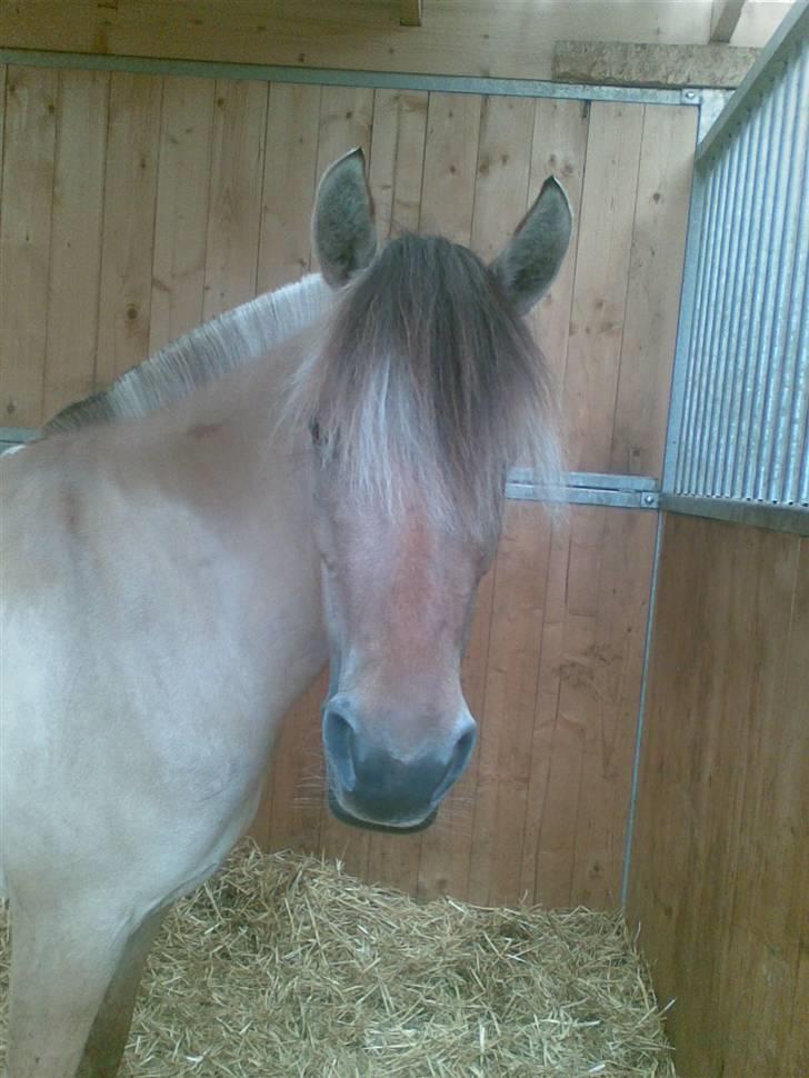 Anden særlig race Mille - B-pony - SOLGT ;/ - i boksen på ridelejr. foto: mig billede 4
