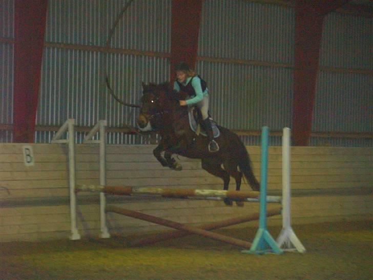 Anden særlig race Madeleine - solgt. - Springundervisning. billede 19