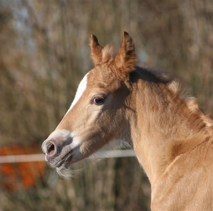 New Forest Skovlundegårds Honney billede 2