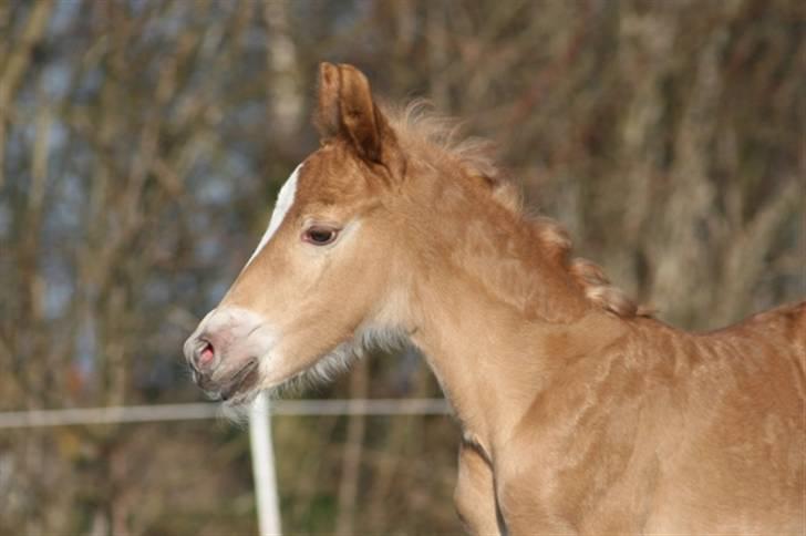 New Forest Skovlundegårds Honney billede 4