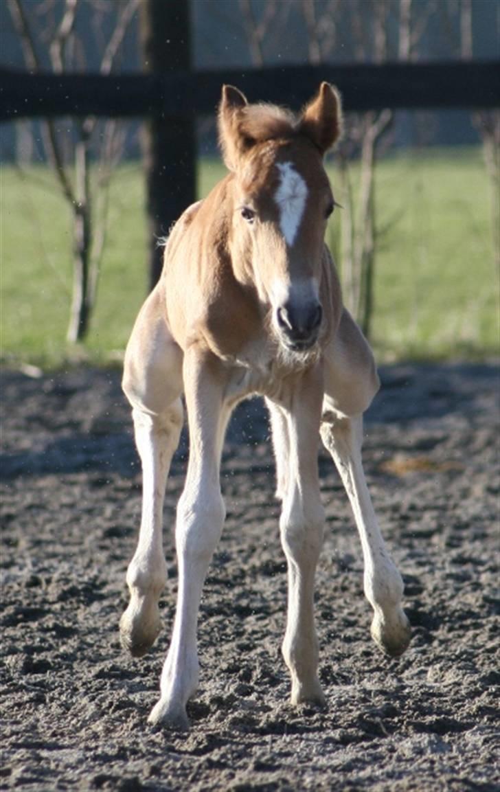 New Forest Skovlundegårds Honney billede 5