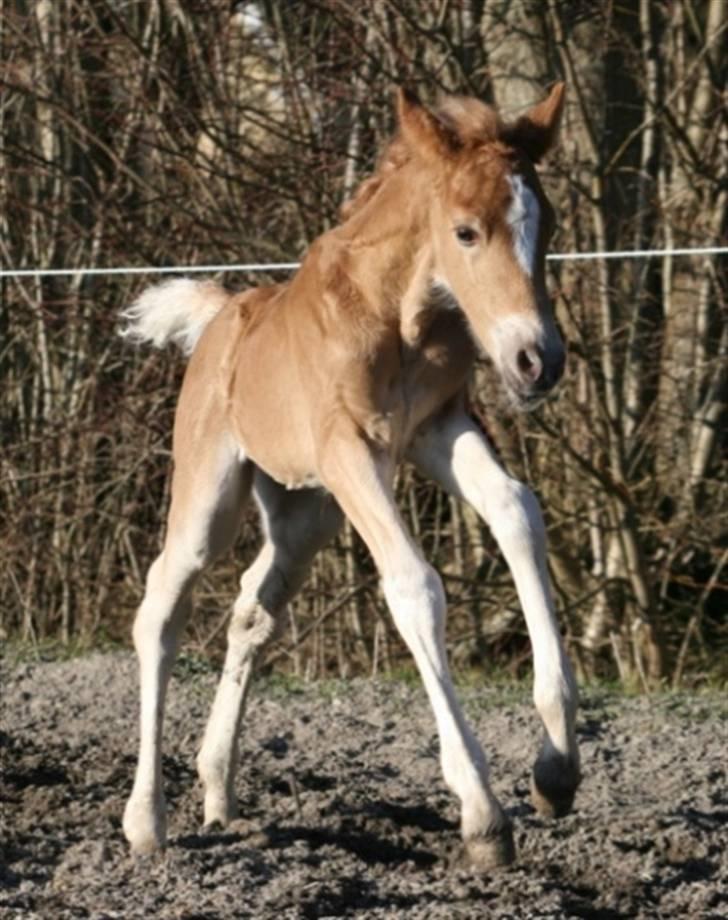 New Forest Skovlundegårds Honney billede 6