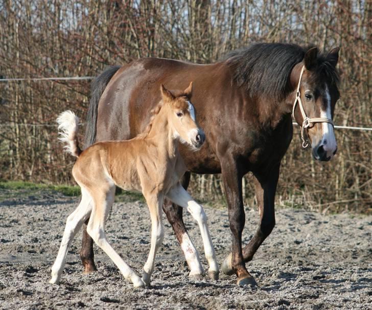 New Forest Skovlundegårds Honney billede 7