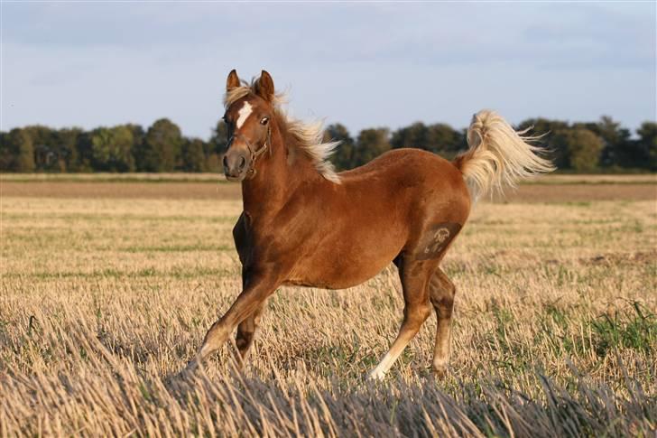 New Forest Skovlundegårds Honney billede 8