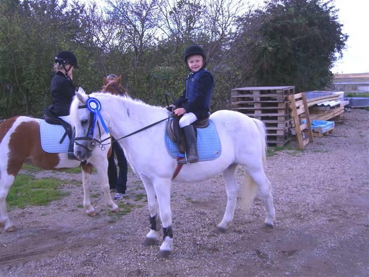 Welsh Mountain (sec A) Skrubbenborg Jamais - stevald og jamais fik en 2p til stævne i skrk i slalom billede 7