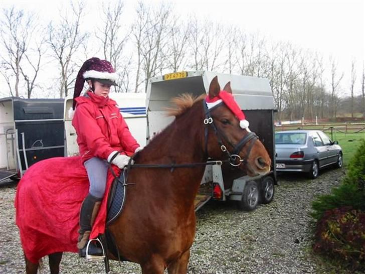 Anden særlig race Cassiopia (rider ikk mer) billede 14