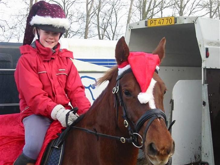 Anden særlig race Cassiopia (rider ikk mer) billede 15
