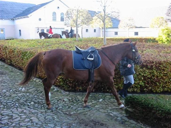 Anden særlig race Cassiopia (rider ikk mer) billede 17