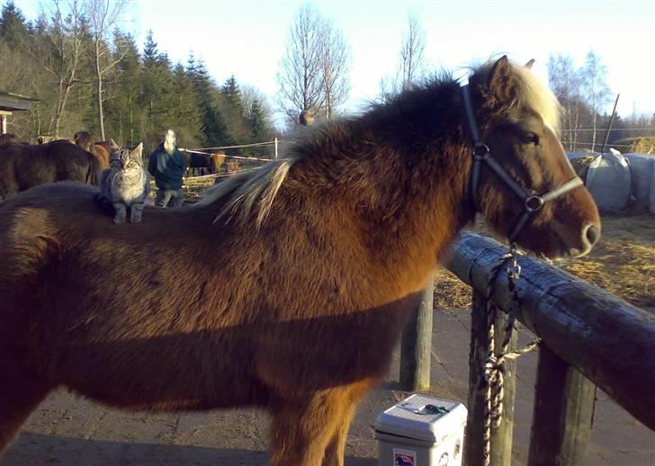 Islænder Silfur fra Trampboli - Silfur med en killing på ryggen. Den sprang selv derop. billede 11