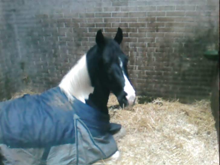 Pinto Magic Dream (Solgt) - Magic i sin boks :) billede 1