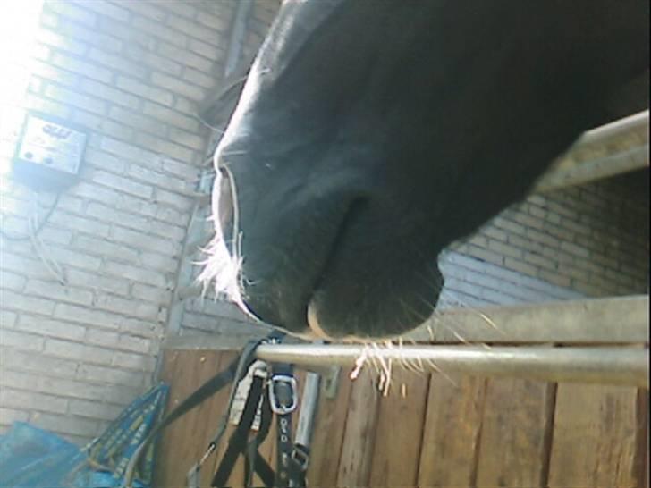 Pinto Magic Dream (Solgt) - Magic´s lille mule :) billede 4