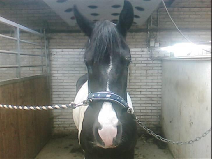 Pinto Magic Dream (Solgt) - Magic kigger lige ind i kameraet :) billede 5