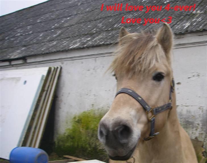 Fjordhest Klaus billede 6