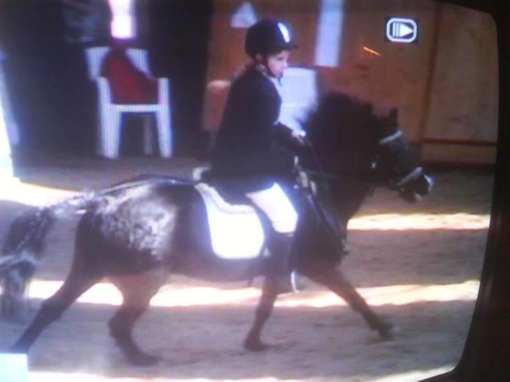 Dartmoor Beauty billede 19