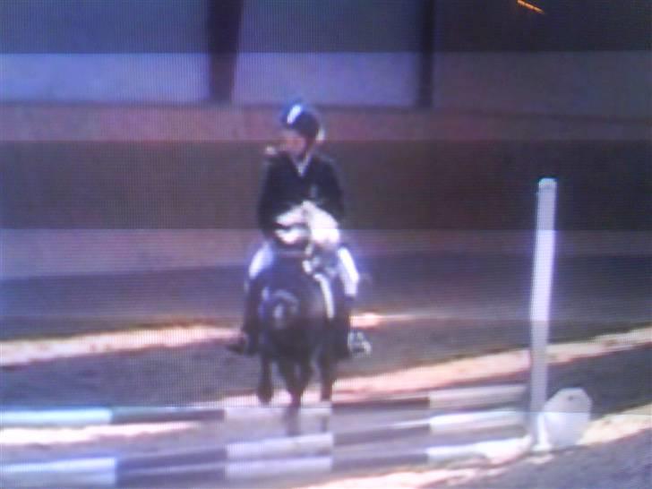 Dartmoor Beauty billede 20