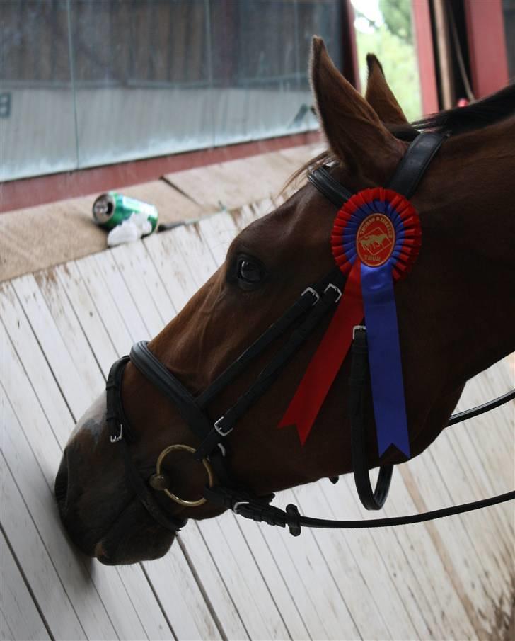Dansk Varmblod Cias Moonlight - Vores evige og gode fotograf Mille :) billede 6