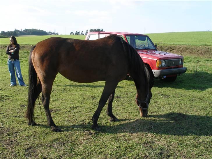 Traver blue girl billede 2