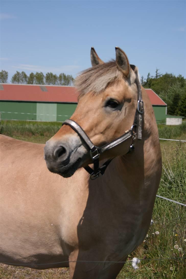 Fjordhest Mille.  - Jeg er en lille nysgerrig hest. billede 1