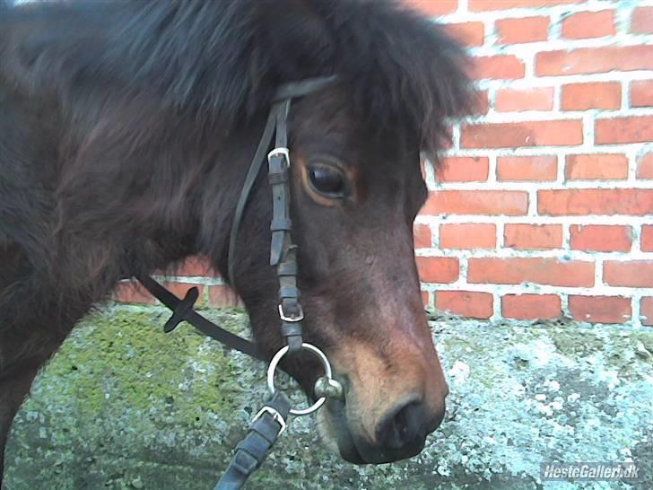 Anden særlig race Sunflower - flotte pony! billede 13