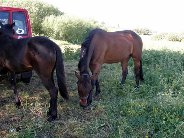 Traver blue girl billede 5