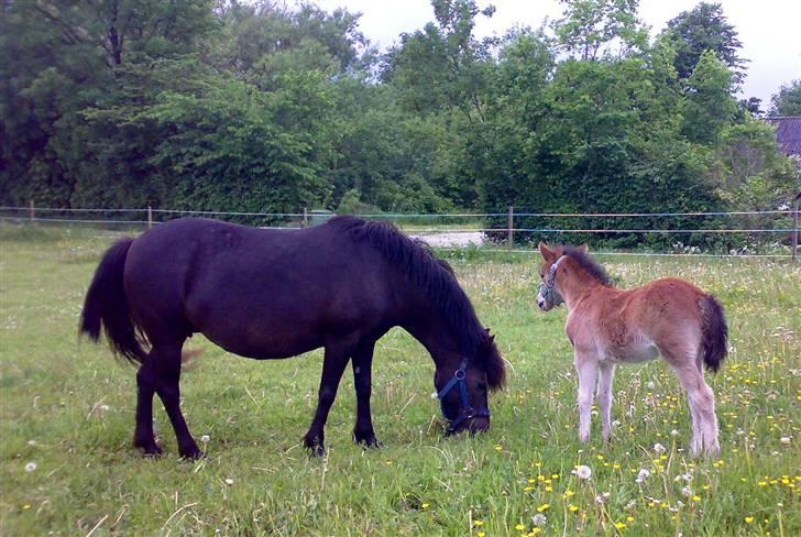 Gotlandsruss Maja (DØD) - Maja med hende føl Pegasus efter GSF Patriot Pan billede 19