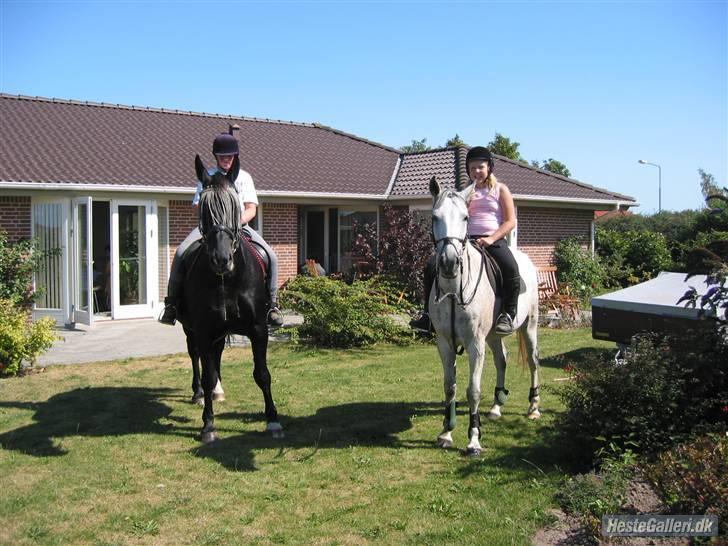 Anden særlig race Triton billede 7