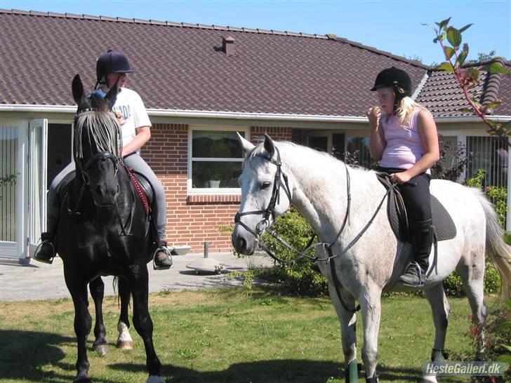 Anden særlig race Triton billede 9