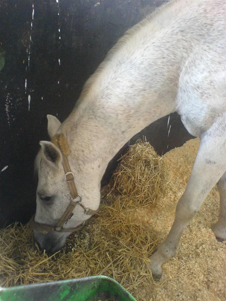 Anden særlig race Triton billede 10