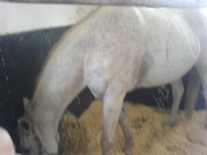 Anden særlig race Triton billede 11