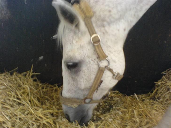 Anden særlig race Triton billede 12