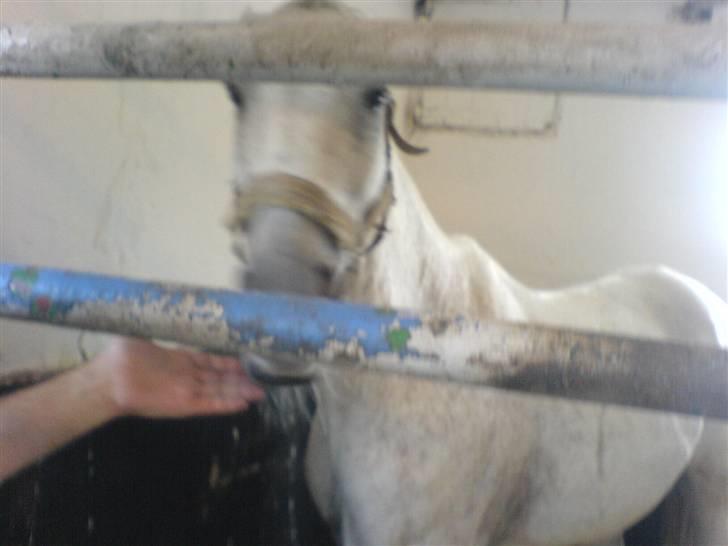 Anden særlig race Triton billede 13