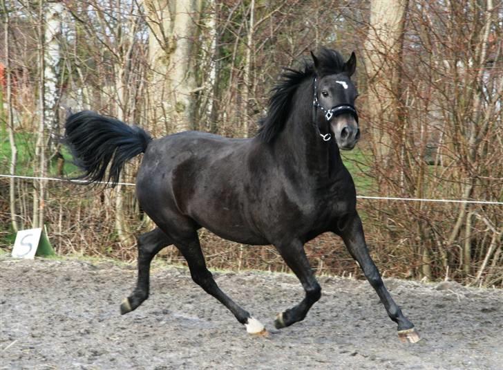 New Forest Elmholts Lady billede 1