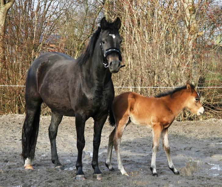 New Forest Elmholts Lady - Lady og hendes lille føl La Bella februar 2007 billede 2