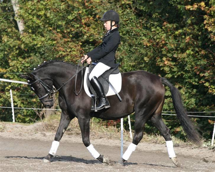 New Forest Elmholts Lady billede 4