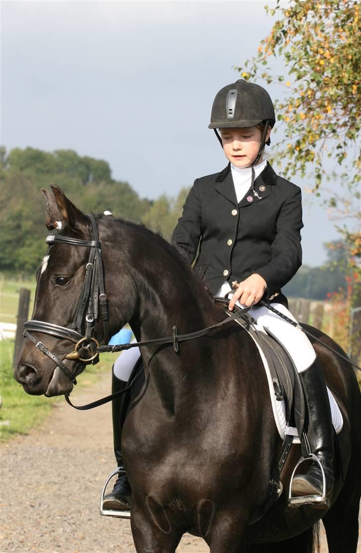 New Forest Elmholts Lady billede 5