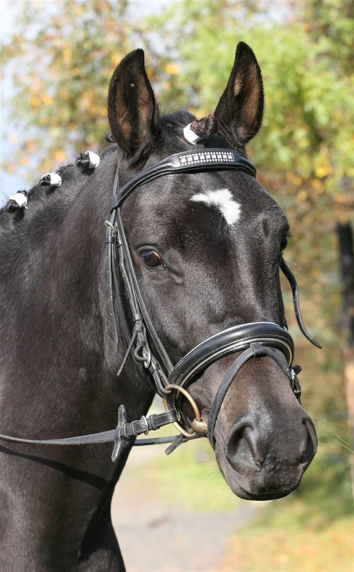 New Forest Elmholts Lady billede 6