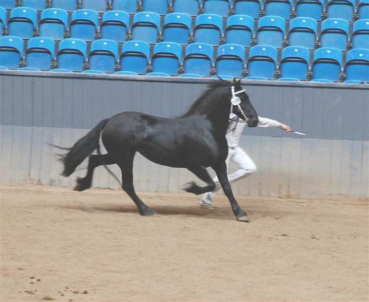 Frieser Berber van Ravensbos - kåring 09 billede 2