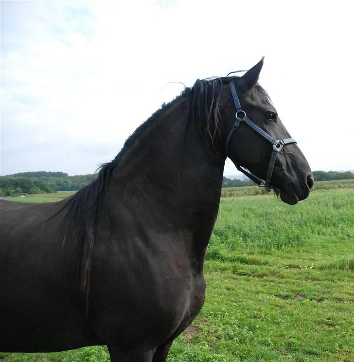 Frieser Berber van Ravensbos billede 4