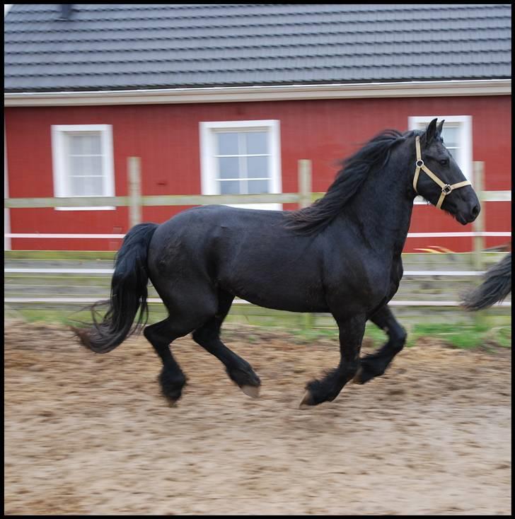 Frieser Berber van Ravensbos billede 5